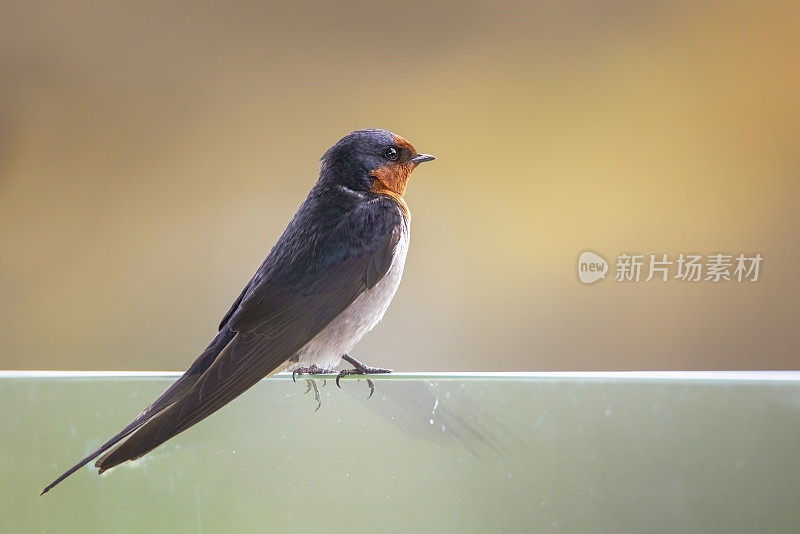 欢迎吞咽(Hirundo neoxena)